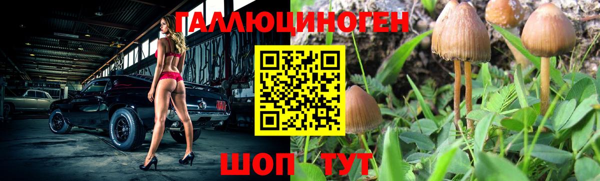 Галлюциногенные грибы Psilocybine cubensis Севастополь